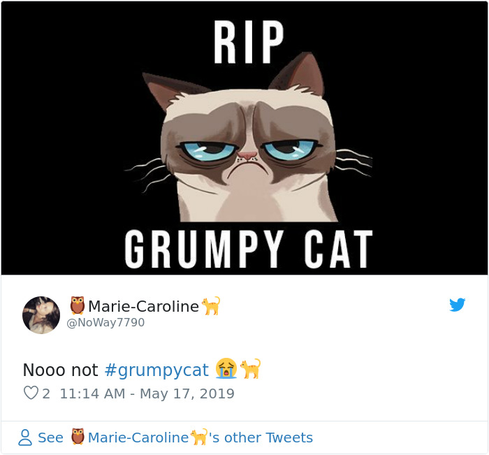 Grumpy перевод. Грампи Кэт смерть. Могила Грампи Кэт. Grumpy Cat рисунок. Угрюмый кот арт.